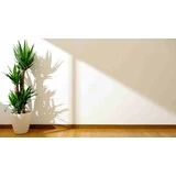 Biela stena s jemnou štukovou omietkou s kvetom a drevenou podlahou