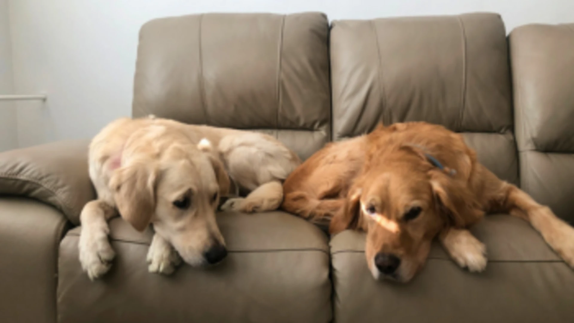 Dvaja psy zlatí retrievery ležiaci na sedačke.