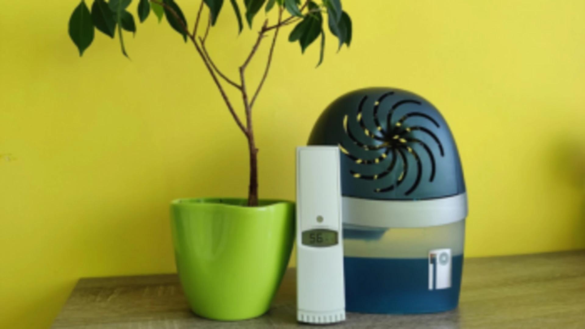 Rastlina ficus, merač vlhkosti a odvlhčovač.