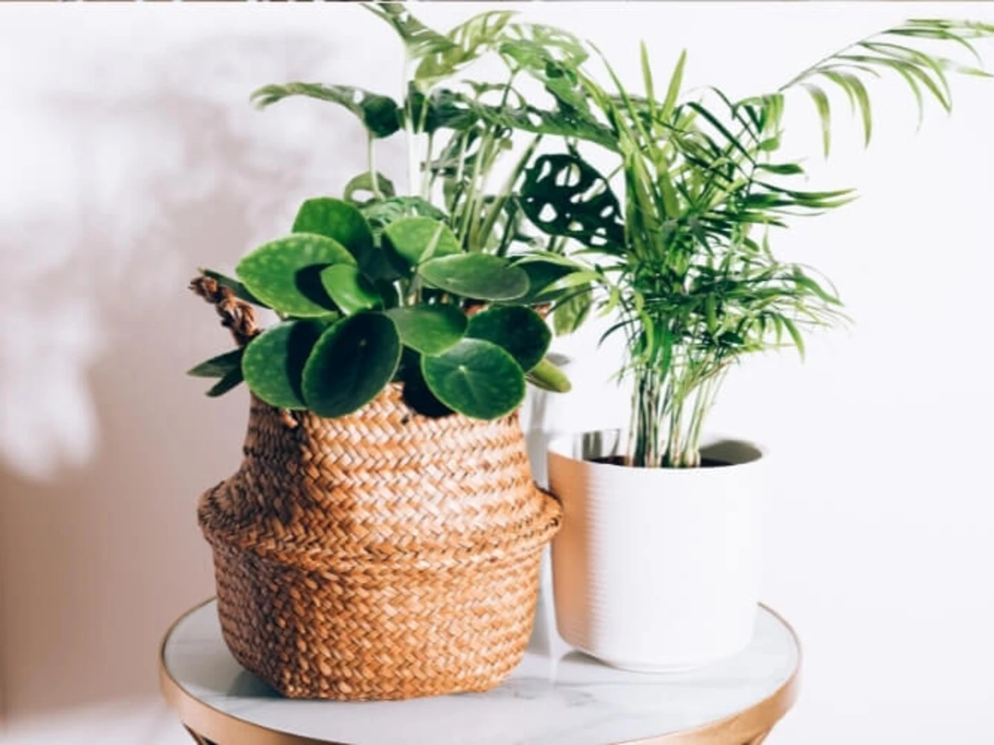 Izbové rastliny v prútenom a bielom kvetináči