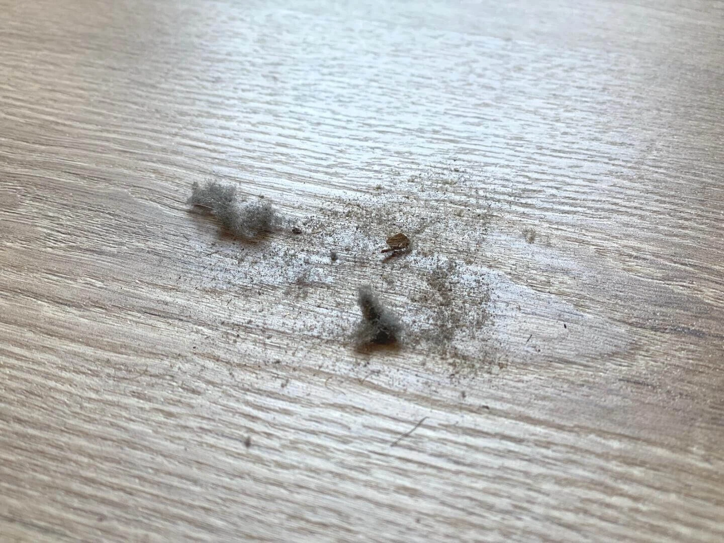 Chumáče prachu na zemi