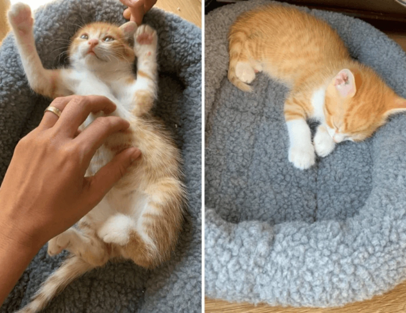 Malé ryšavo-biele mačiatko vo svojom pelechu.