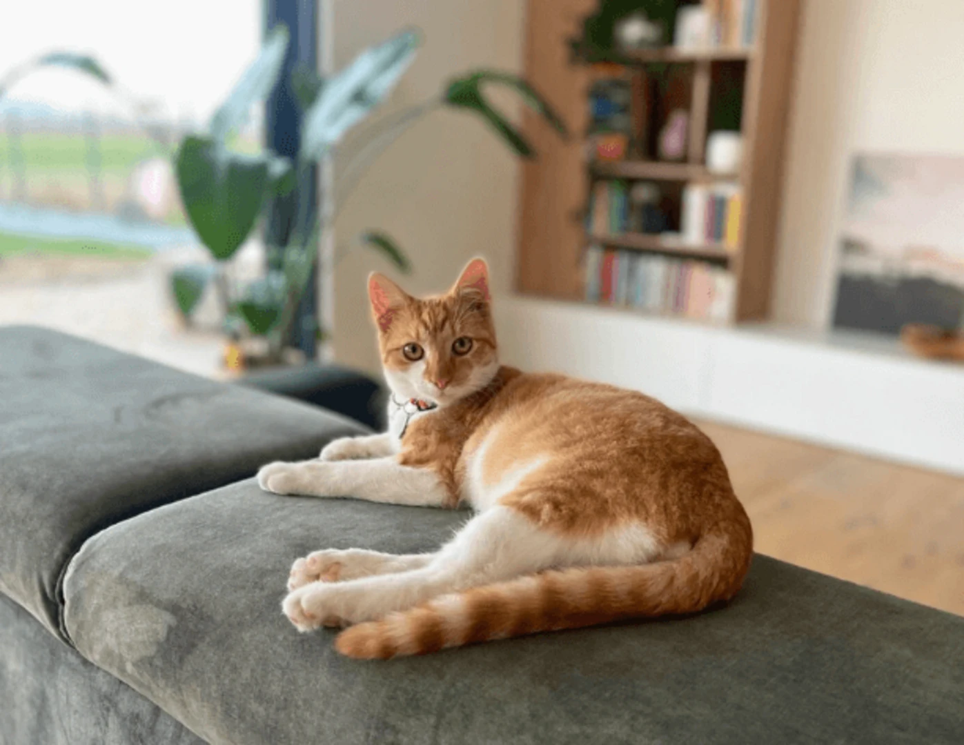 Ryšavo-biela mačka ležiaca na hornej opierke sedačky.