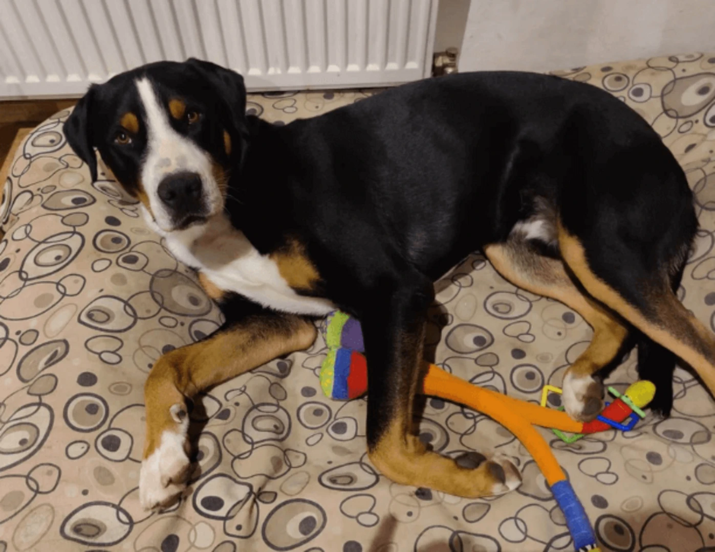 Pes ležiaci v pelechu.