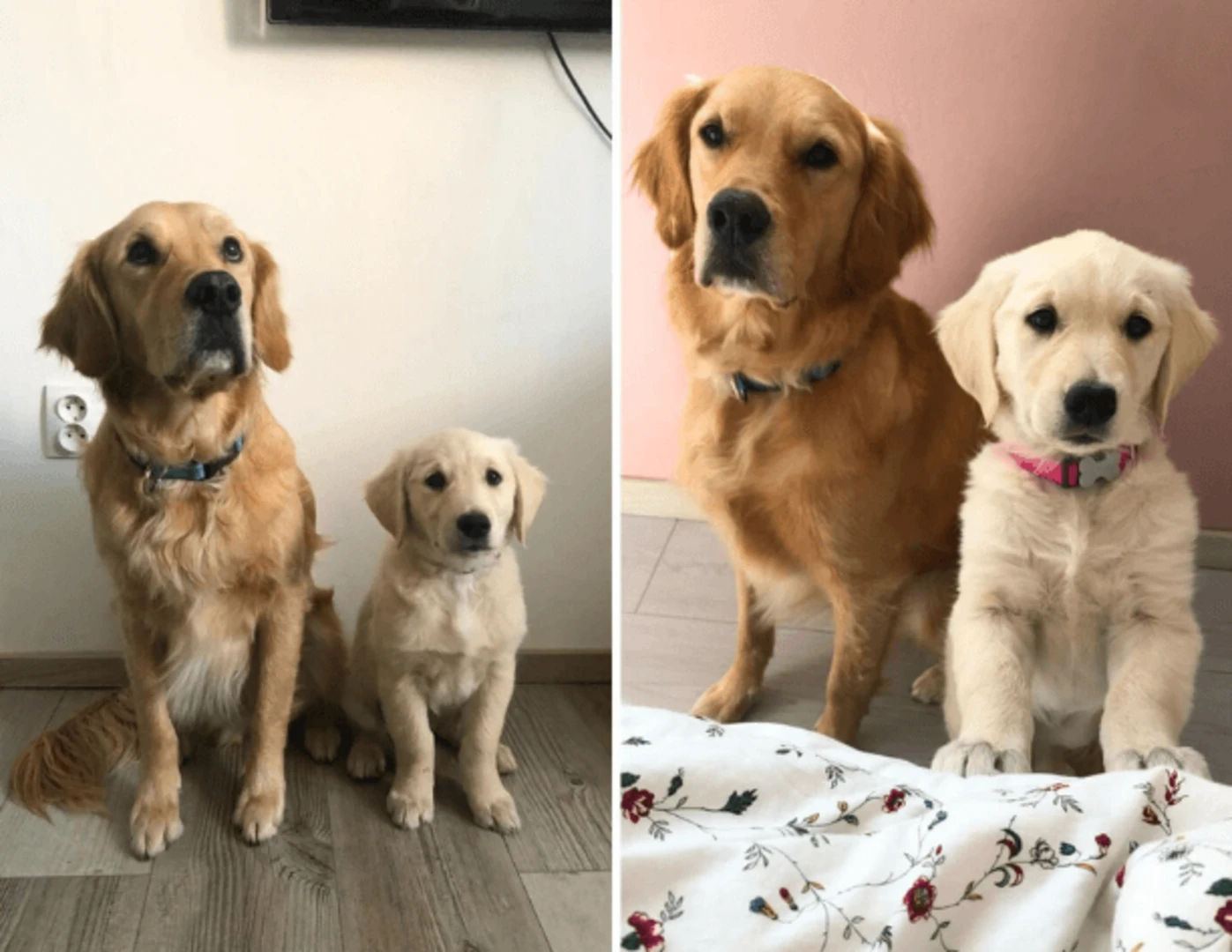 Dvaja zlatí retrievery a ich rozkošné prosiace „psie oči“.