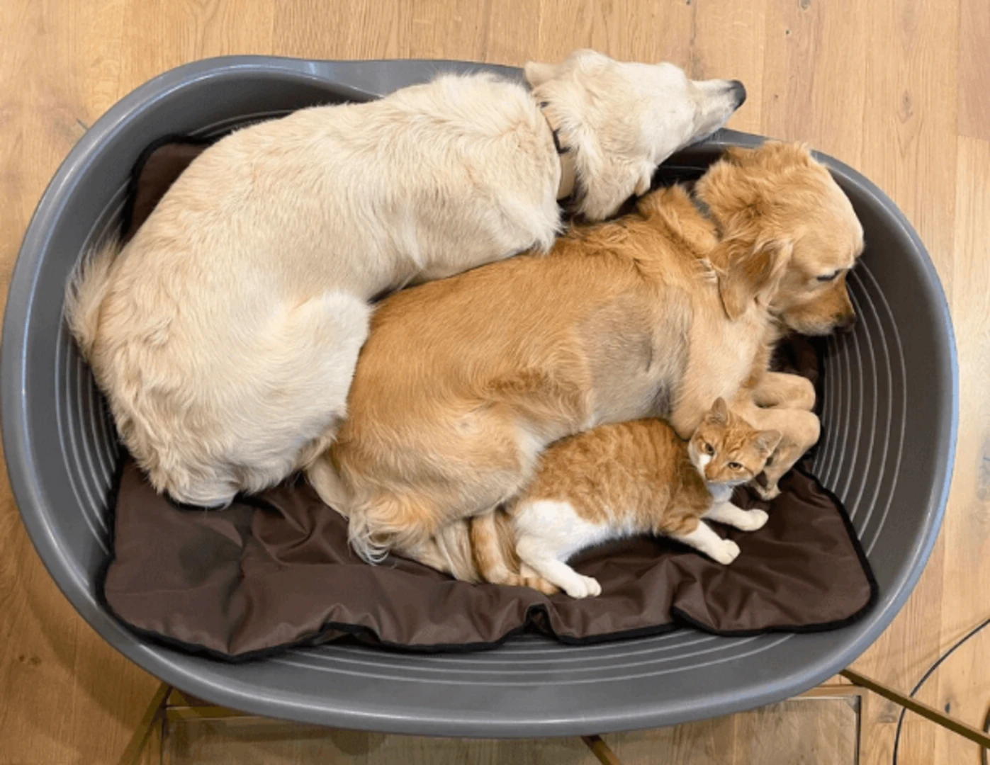 Dva psy a mačka v jednom pelechu.