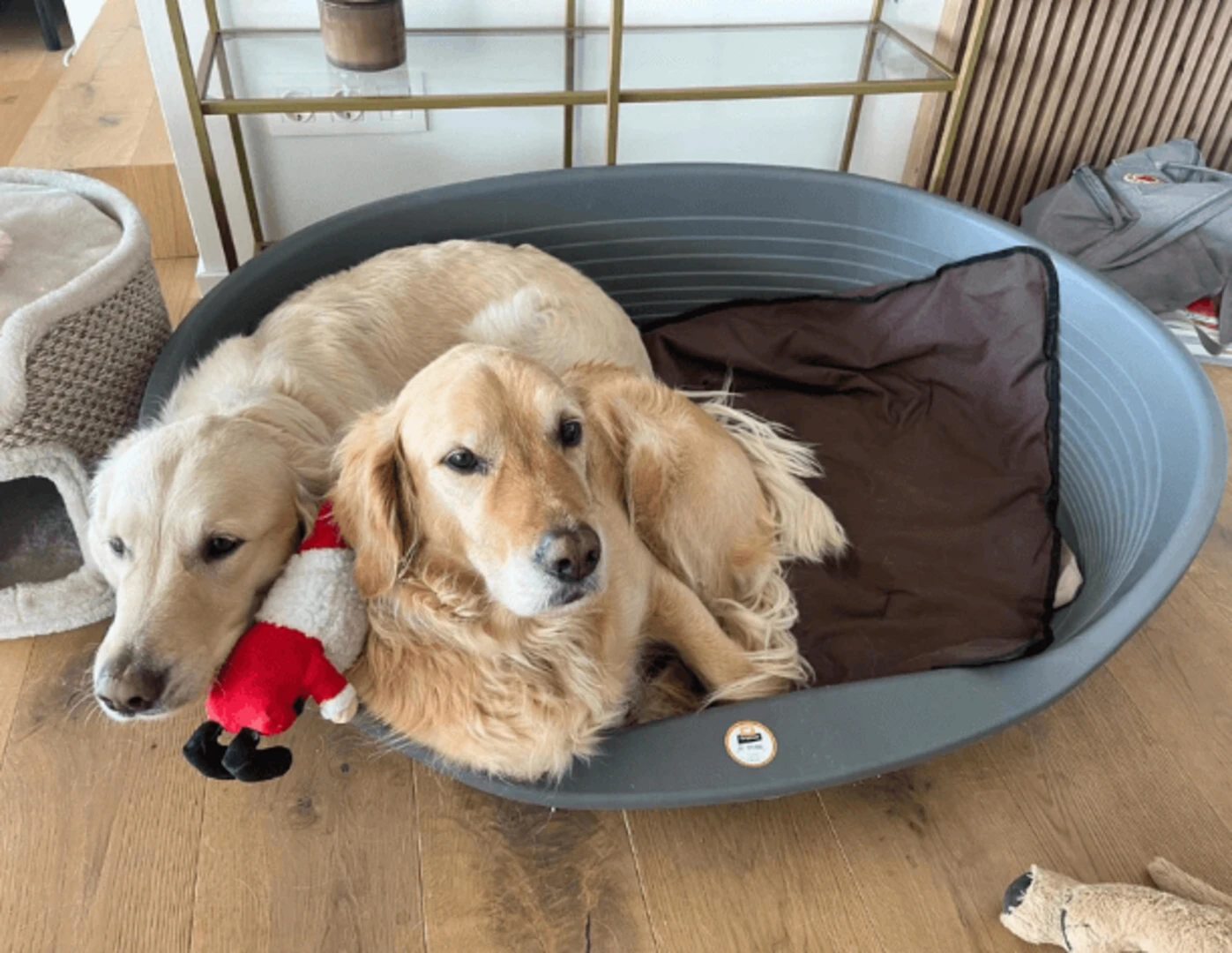 Dvaja zlatí retrievery ležiaci v jednom pelechu.