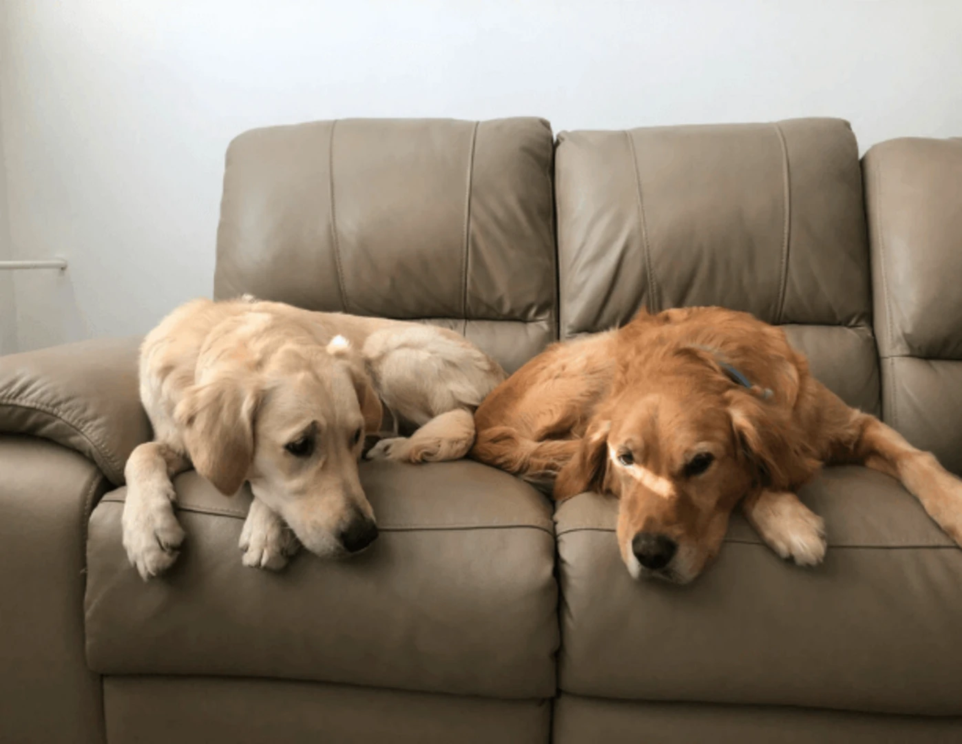 Dvaja psy zlatí retrievery ležiaci na sedačke.