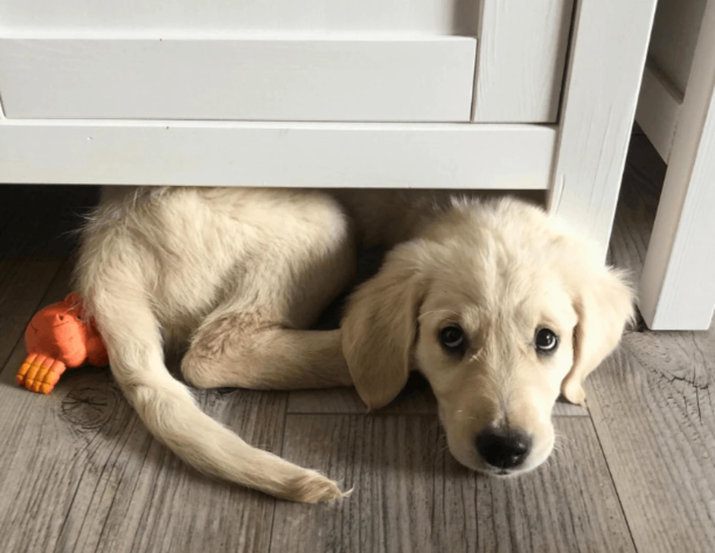Schované šteniatko zlatého retrievera pod skrinkou.