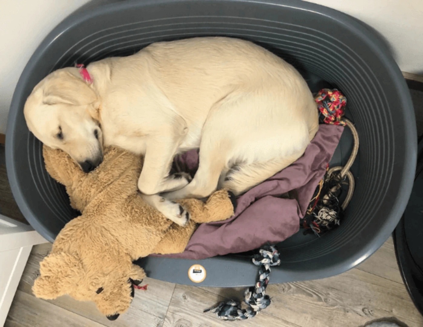 Spiaci pes s plyšákom vo svojom pelechu.