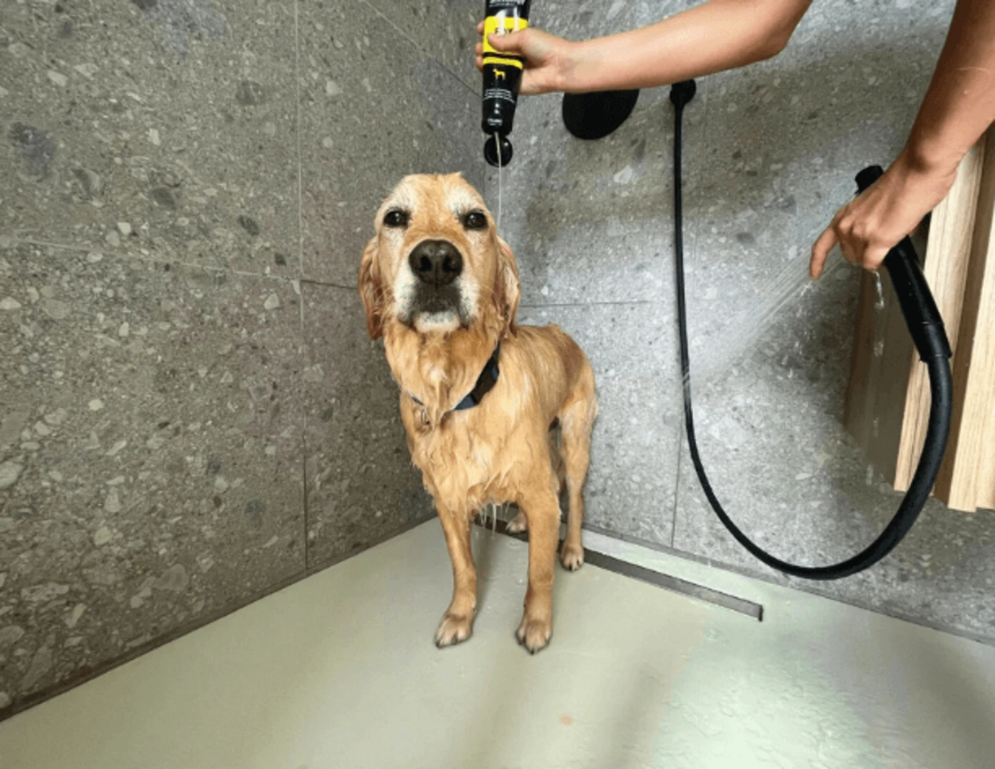 Sprchovanie psa so šampónom.