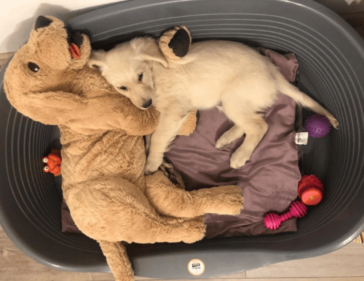 Malé šteniatko zlatého retrievera s veľkým plyšákom vo svojom pelechu.