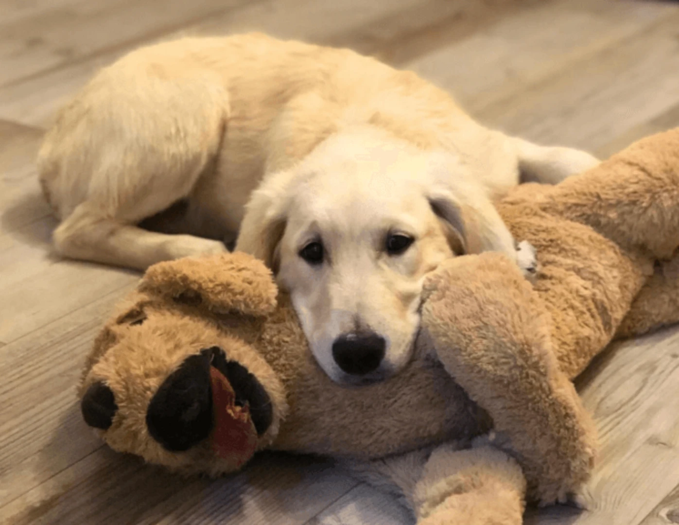 Šteniatko zlatého retrievera ležiace na plyšákovi v tvare psa.