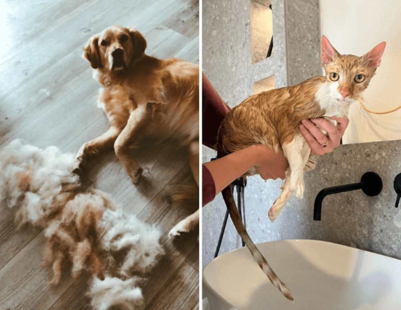 Vyčesané chlpy zo psa a kúpanie mačky.