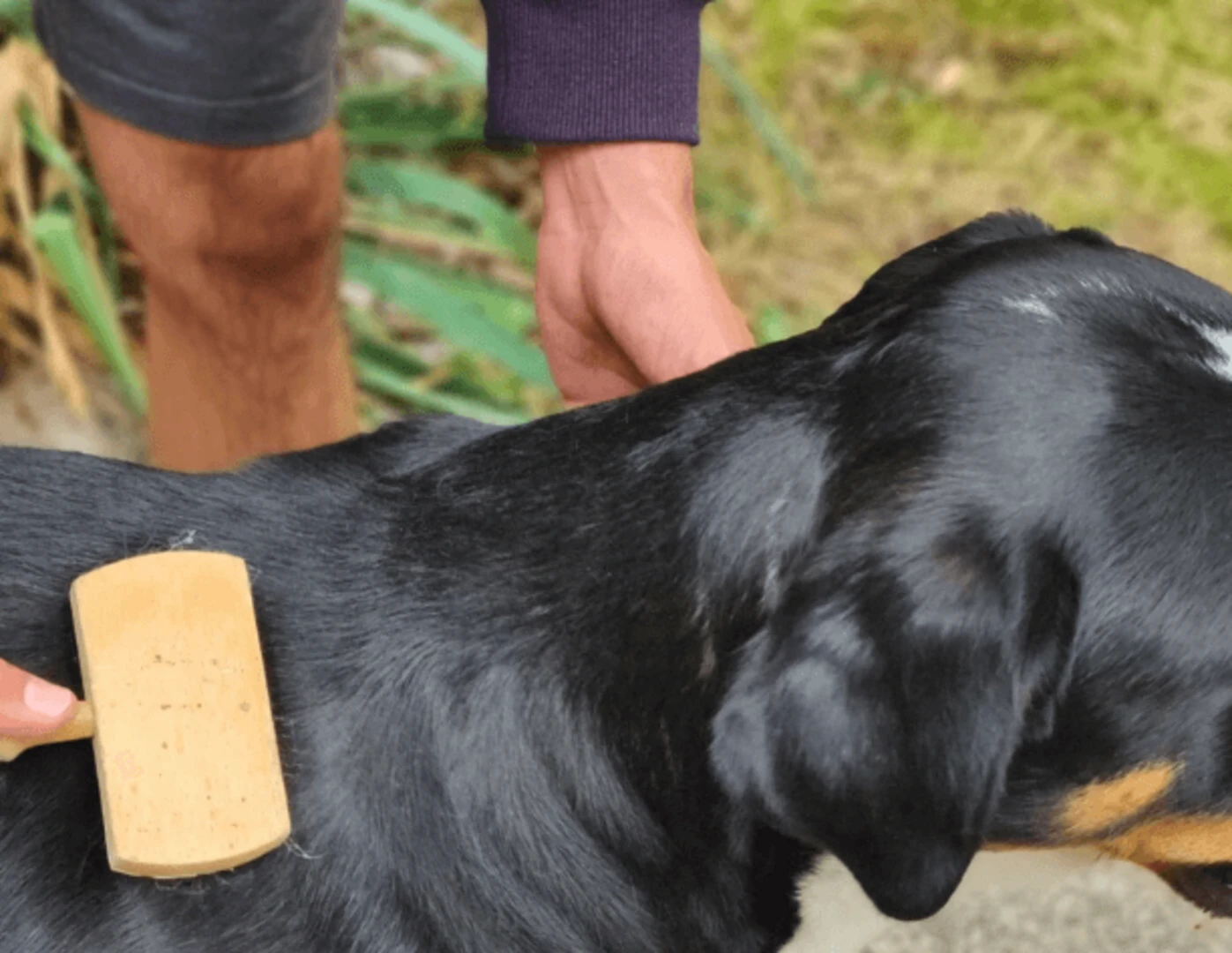 Vyčesávanie psa kefou vonku.