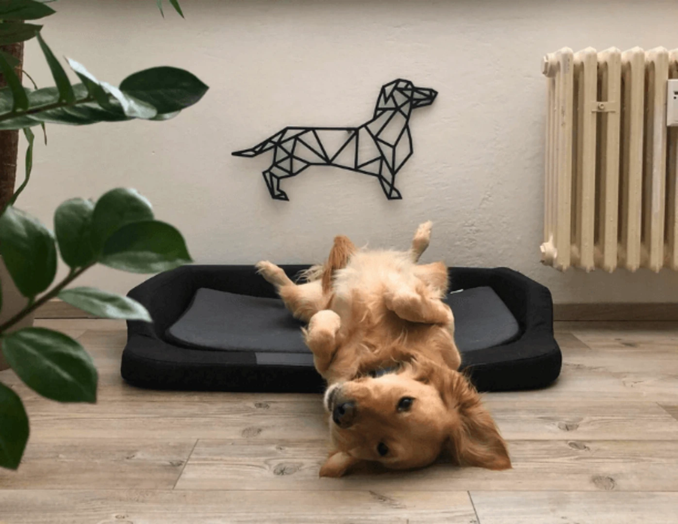 Zlatý retriever ležiaci na chrbte labkami hore vo svojom pelechu.