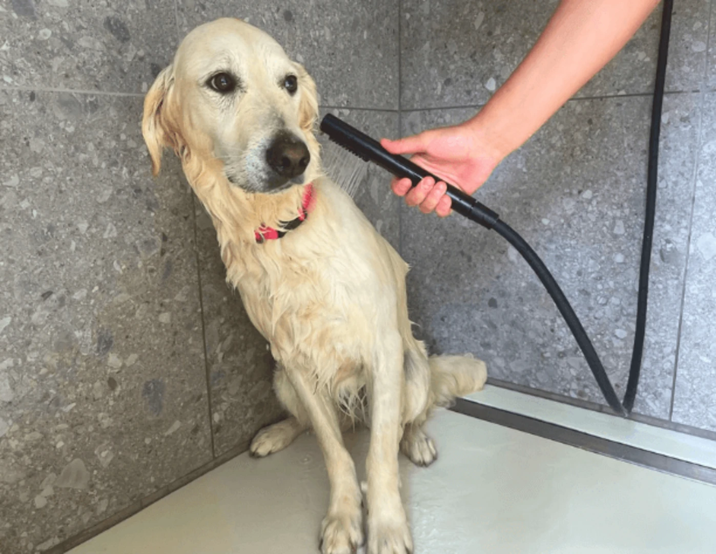 Umývanie zlatého retrievera v sprche.