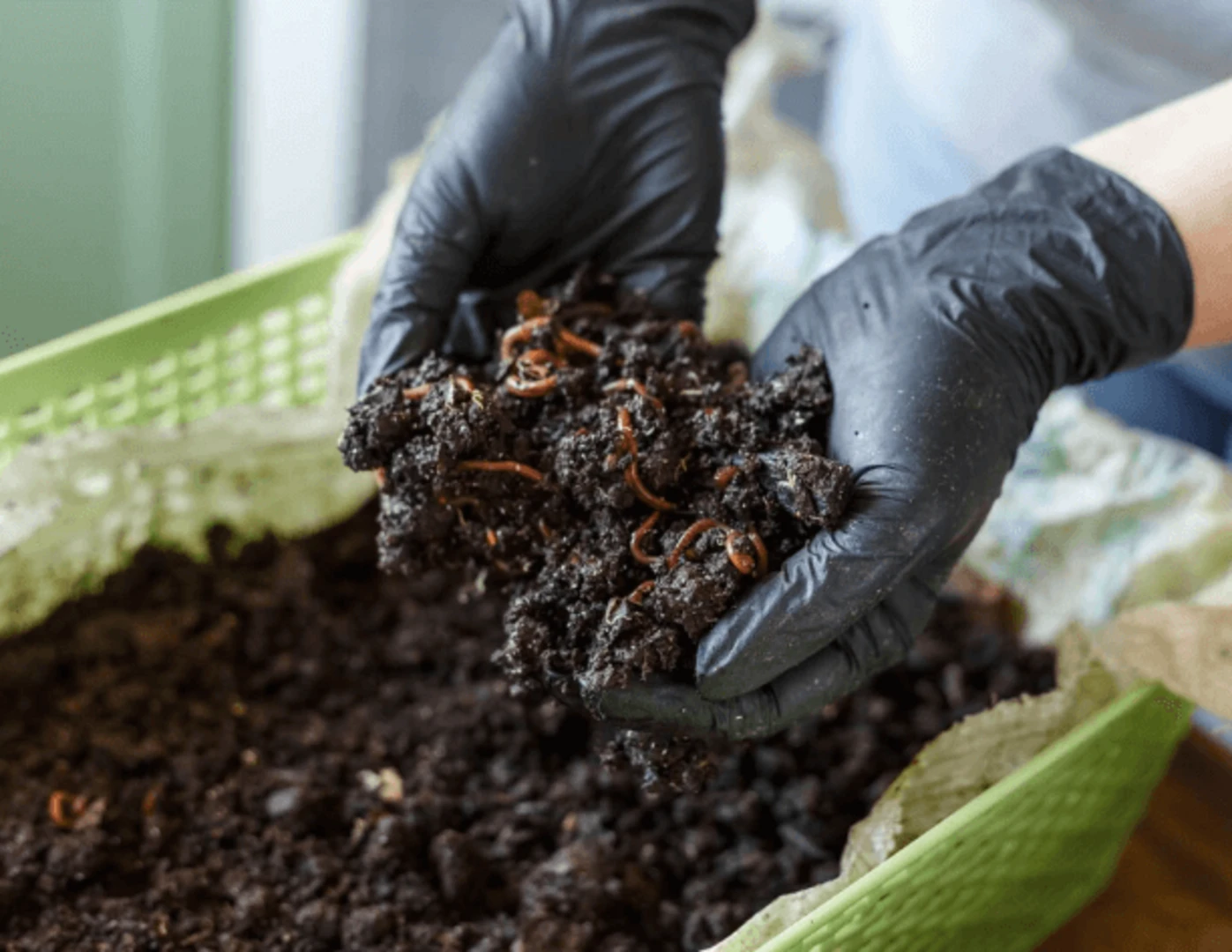 Dážďovky v komposte.
