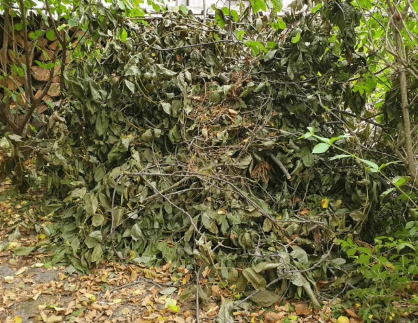 Zostrihané konáre uložené nakope.