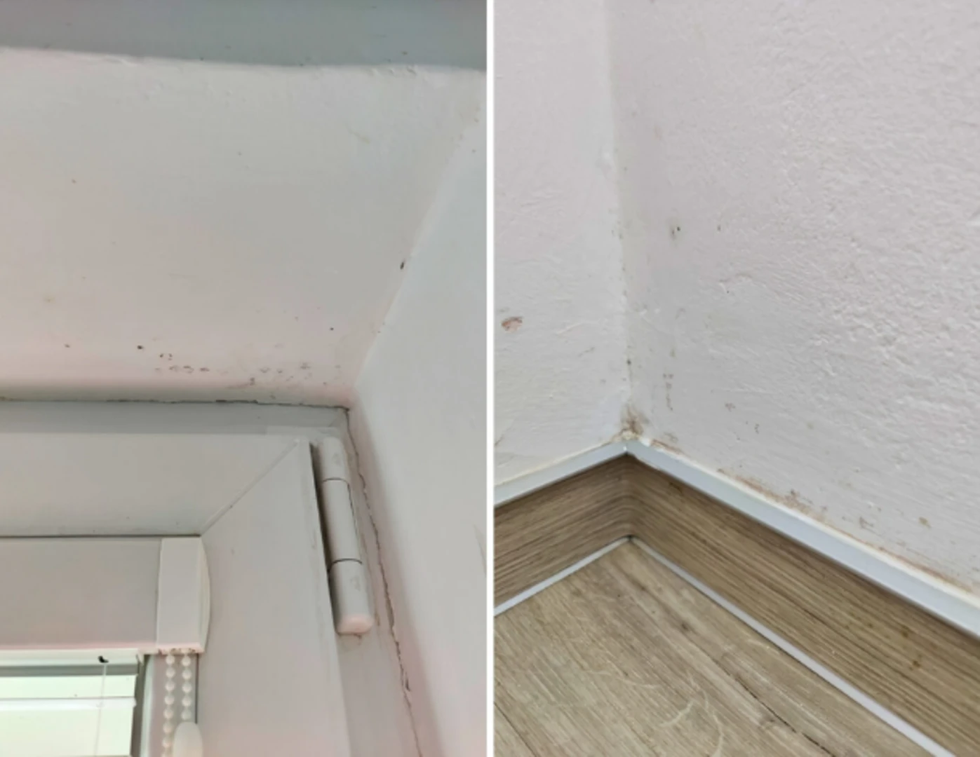 Plesne na stenách pri okne a v rohu.