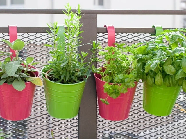 Bylinky zasadené vo farebných kvetináčoch na balkóne