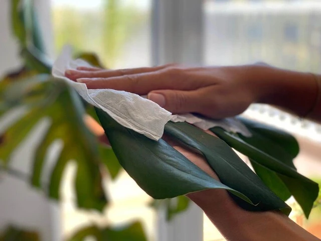 Čistenie listov izbovej rastliny vlhkou vreckovkou.