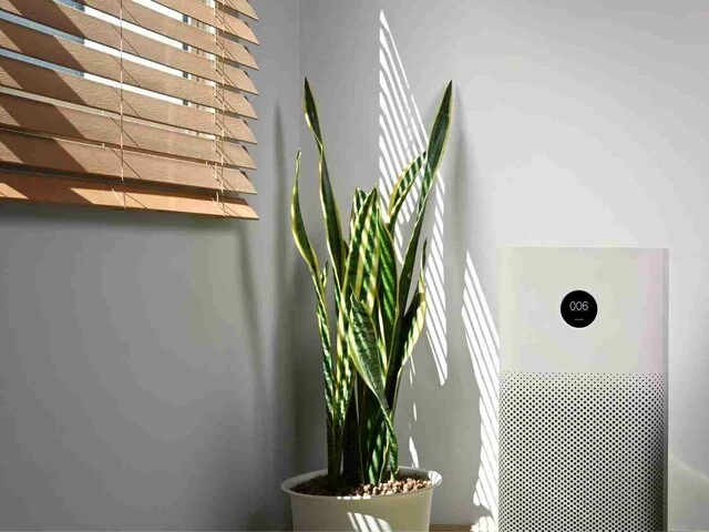Čistička vzduchu v byte pri kvetináči
