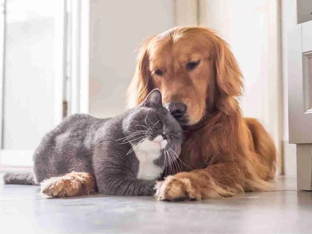 Pes a mačka ležiaci spoločne v byte