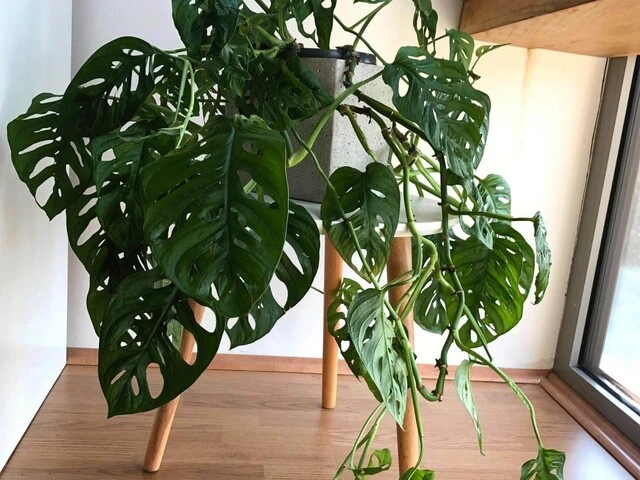 Ťahavá rastlina v byte