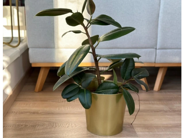 Zelená rastlina Ficus elastica.